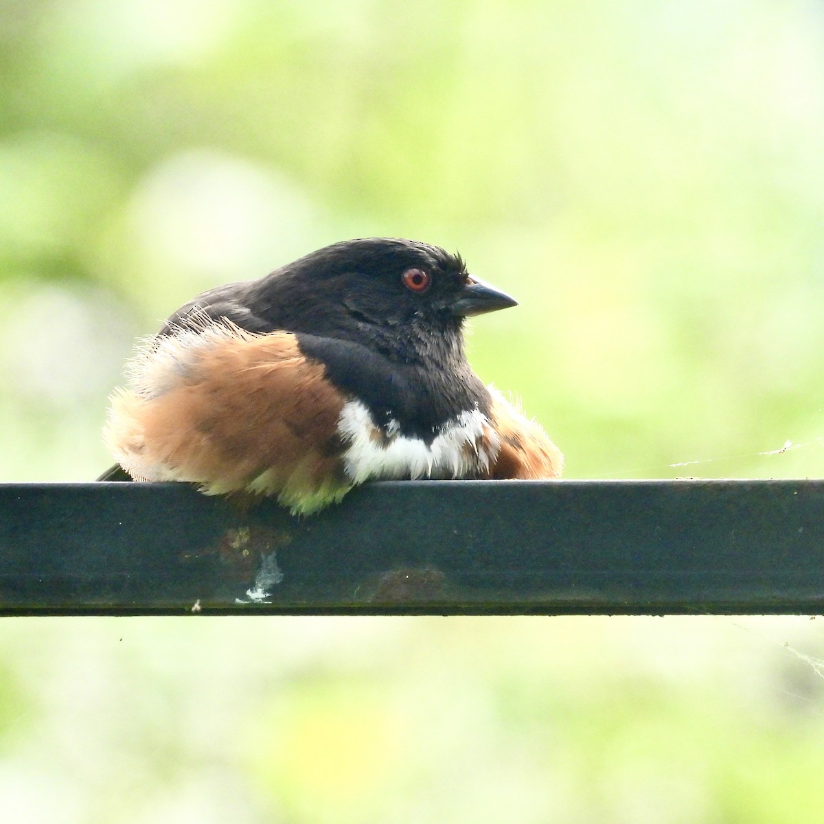 Spotted Towhee - ML620337912
