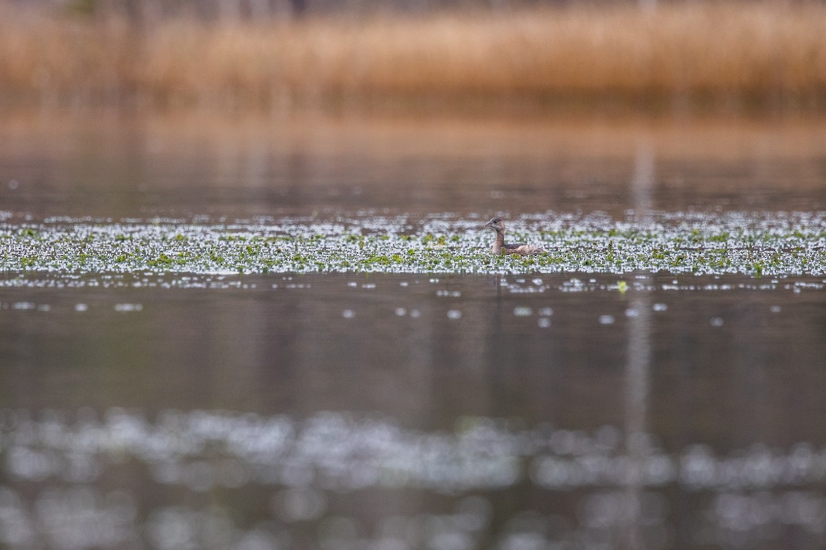 Little Grebe - ML620337914