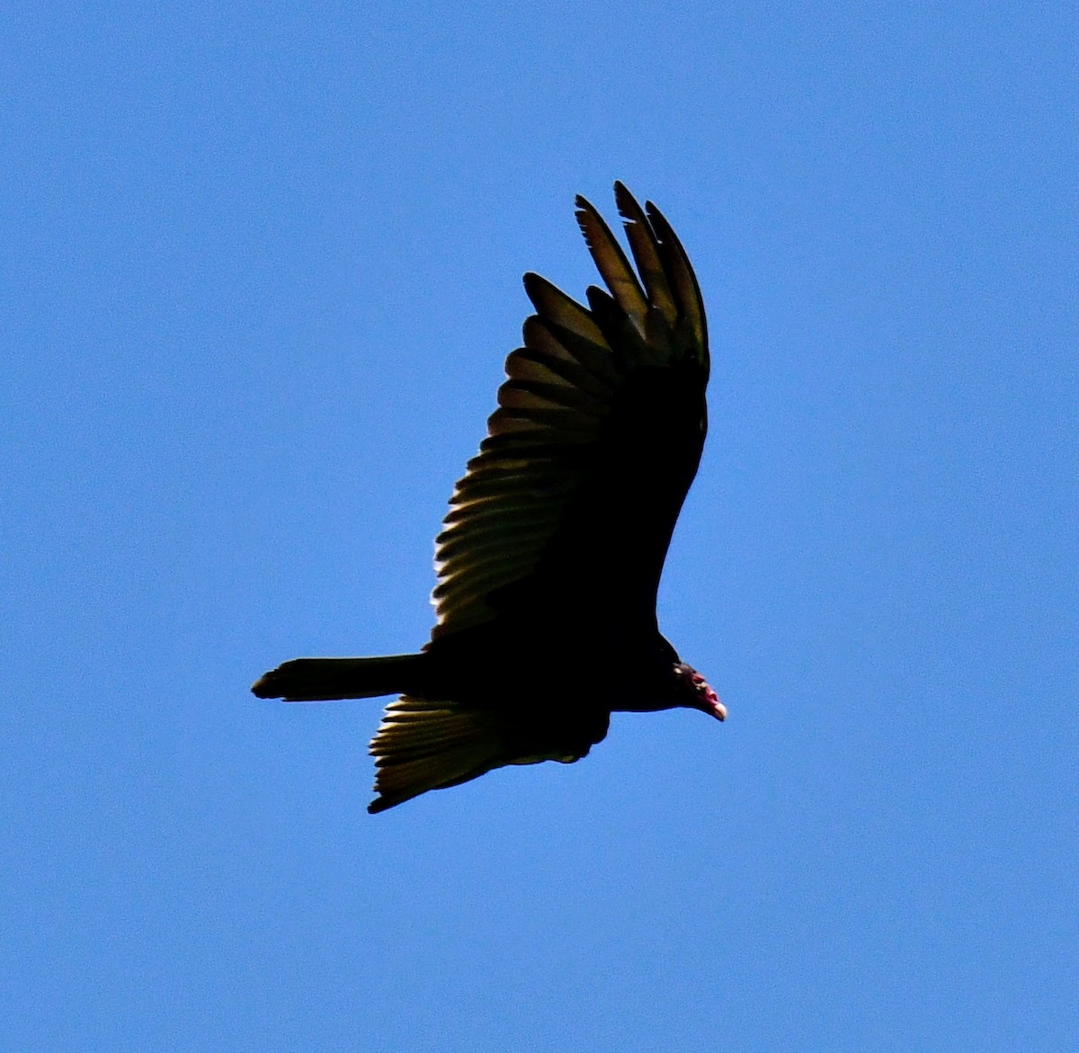 Turkey Vulture - ML620337916