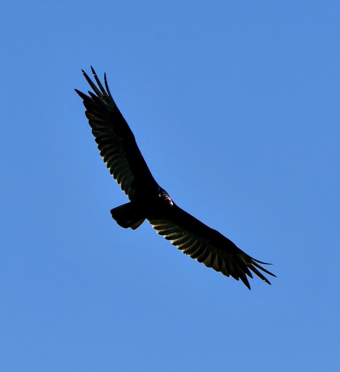 Turkey Vulture - ML620337917