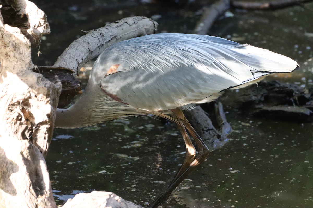 Great Blue Heron - ML620337933