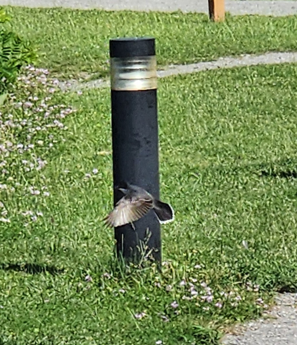 Eastern Kingbird - ML620337935