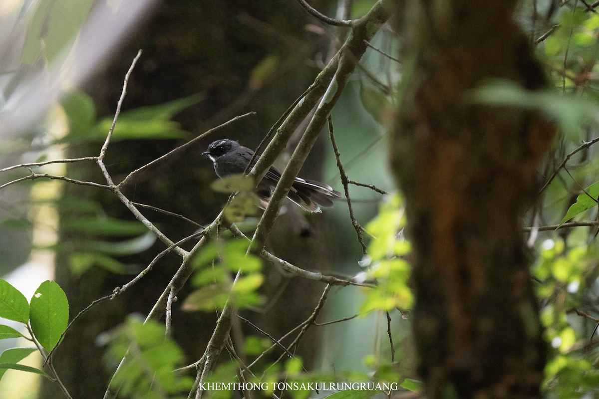 White-throated Fantail - ML620337937