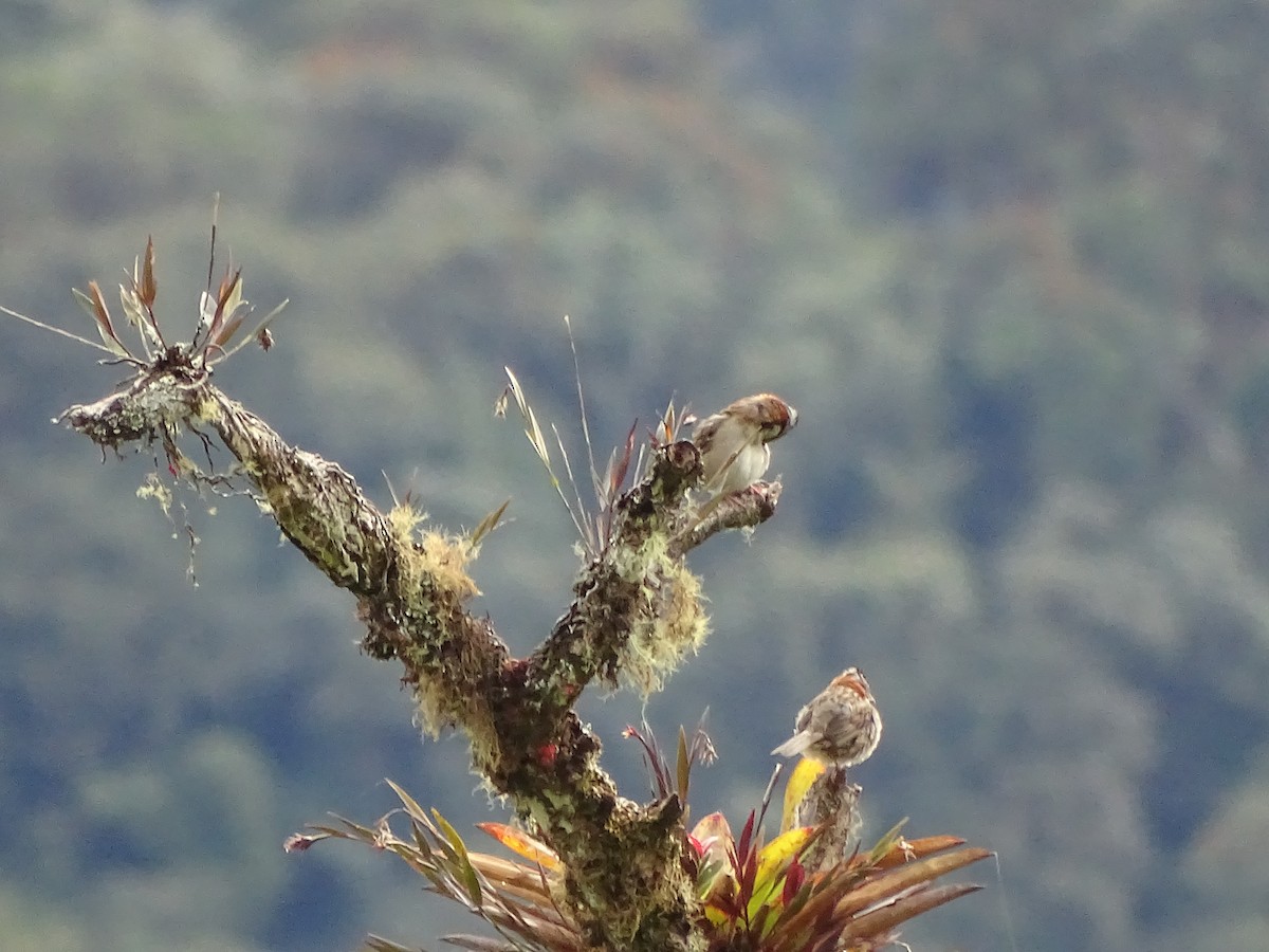 Rufous-collared Sparrow - ML620337944