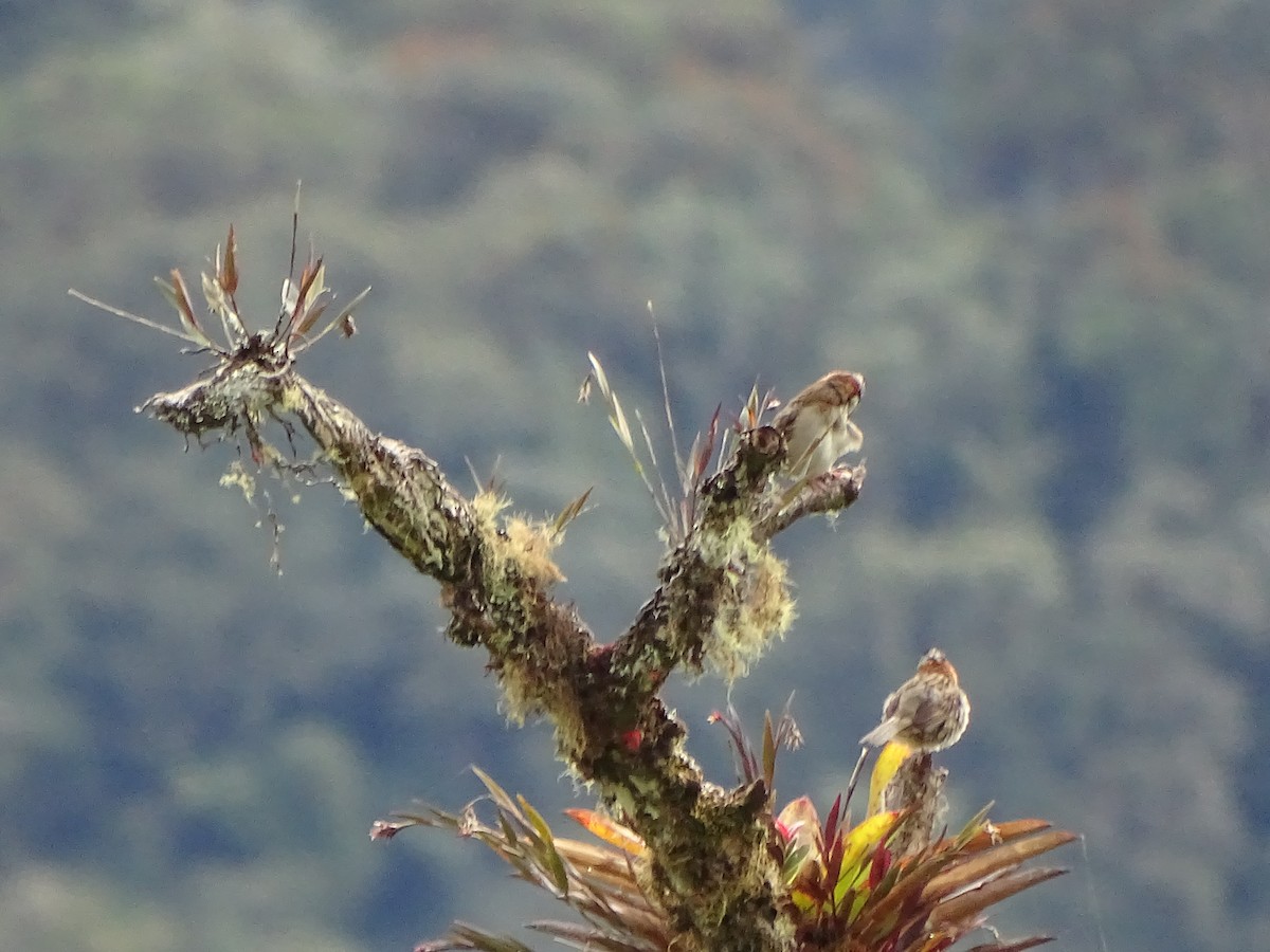 Rufous-collared Sparrow - Francisco Sornoza