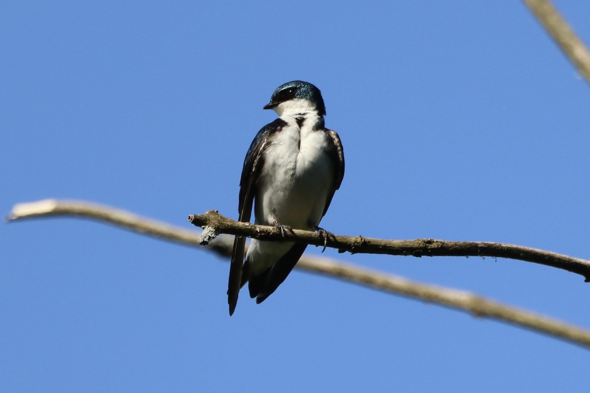 Tree Swallow - ML620337953