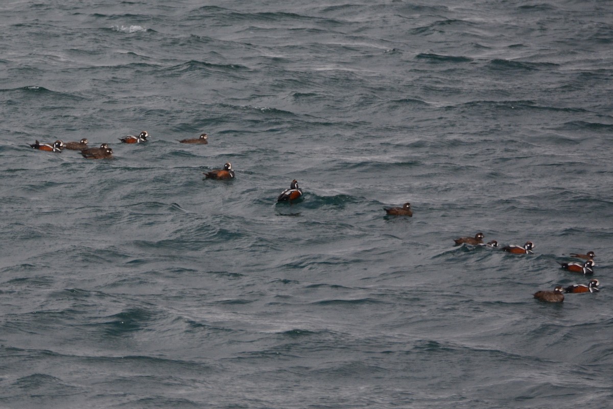 Harlequin Duck - ML620337964