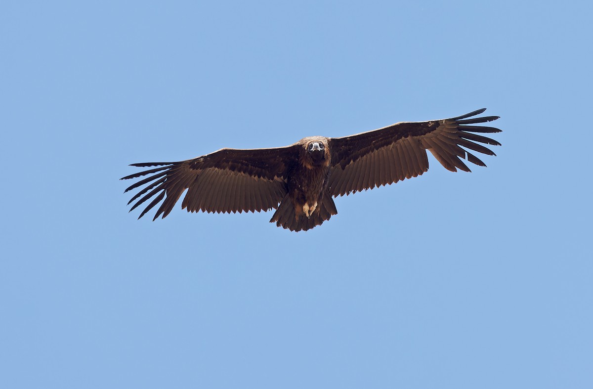 Cinereous Vulture - ML620337967