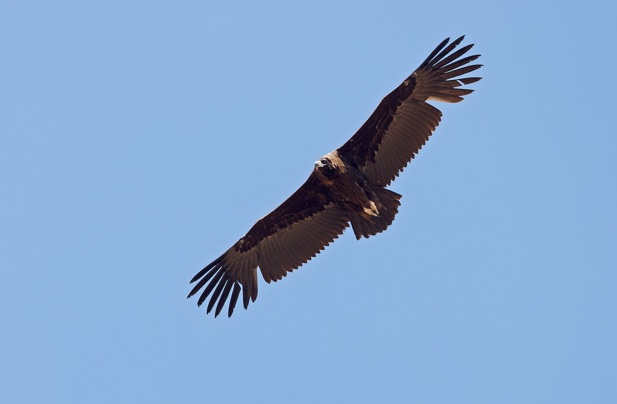 Cinereous Vulture - ML620337968