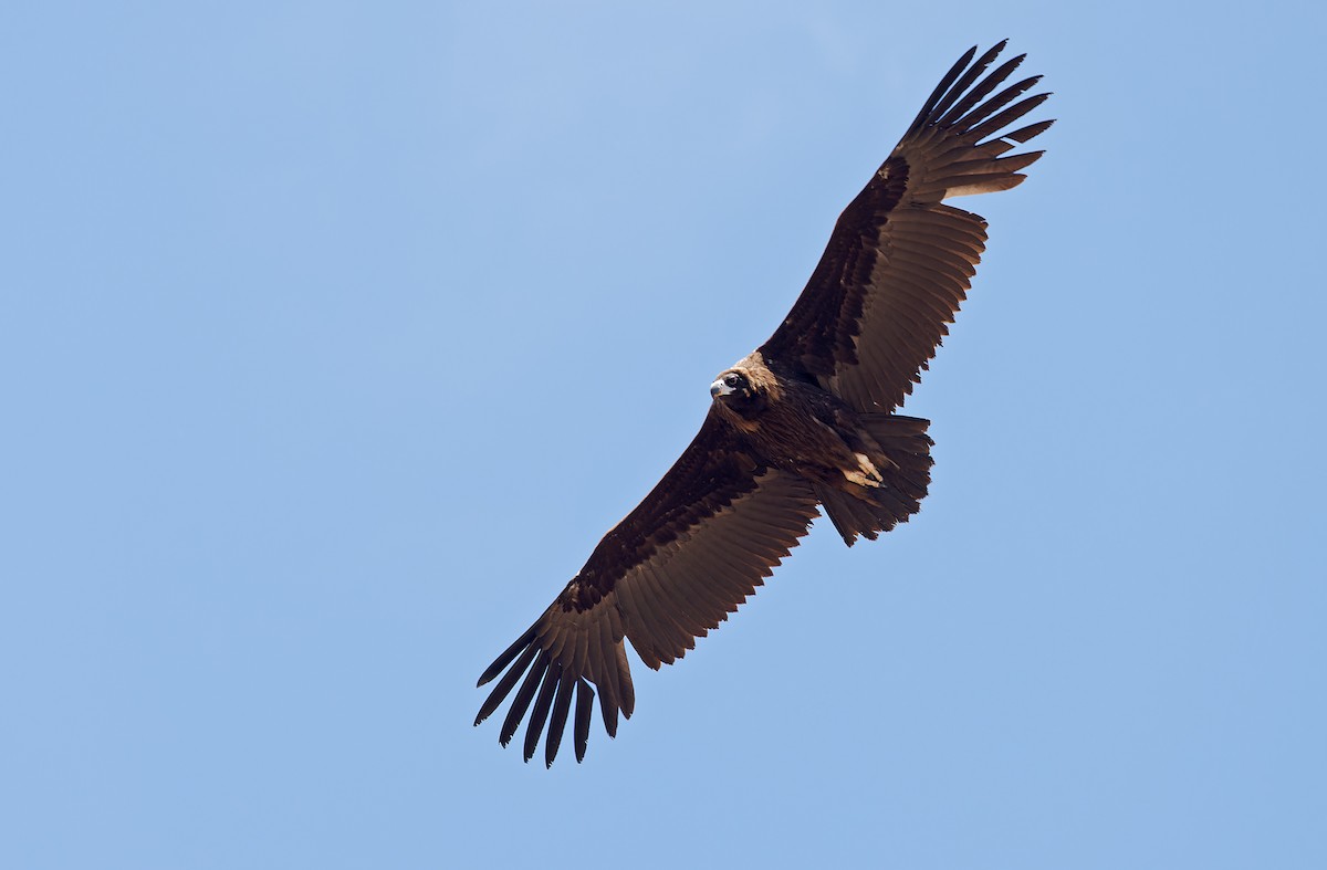 Cinereous Vulture - ML620337969