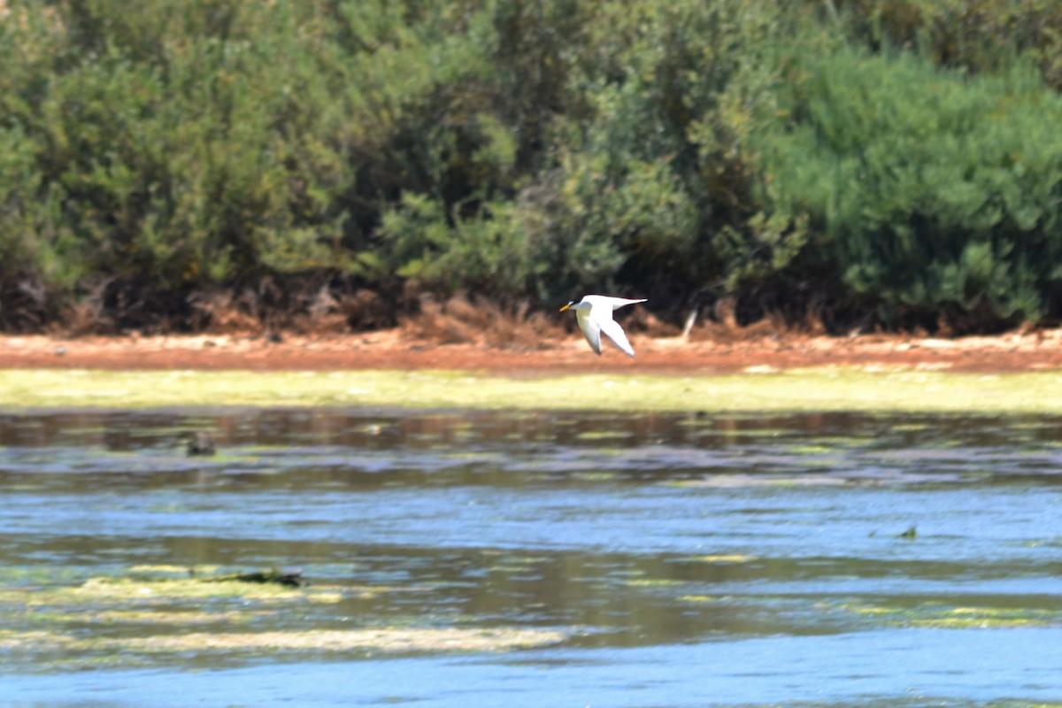 Little Tern - ML620337982