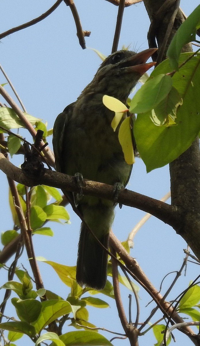 White-cheeked Barbet - Shrikant B