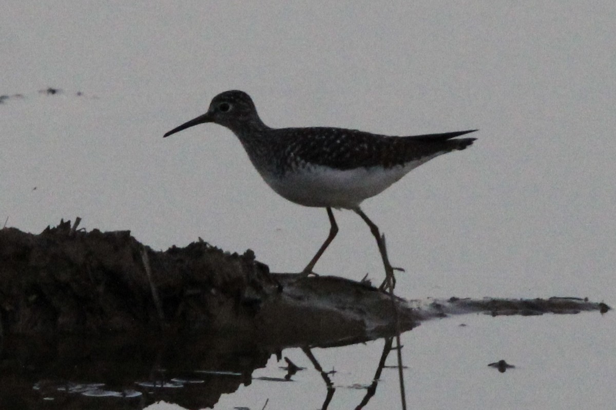 Greater Yellowlegs - ML620337997