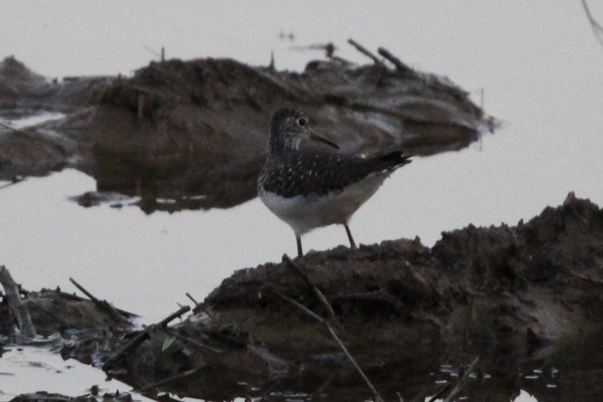 Greater Yellowlegs - ML620337999