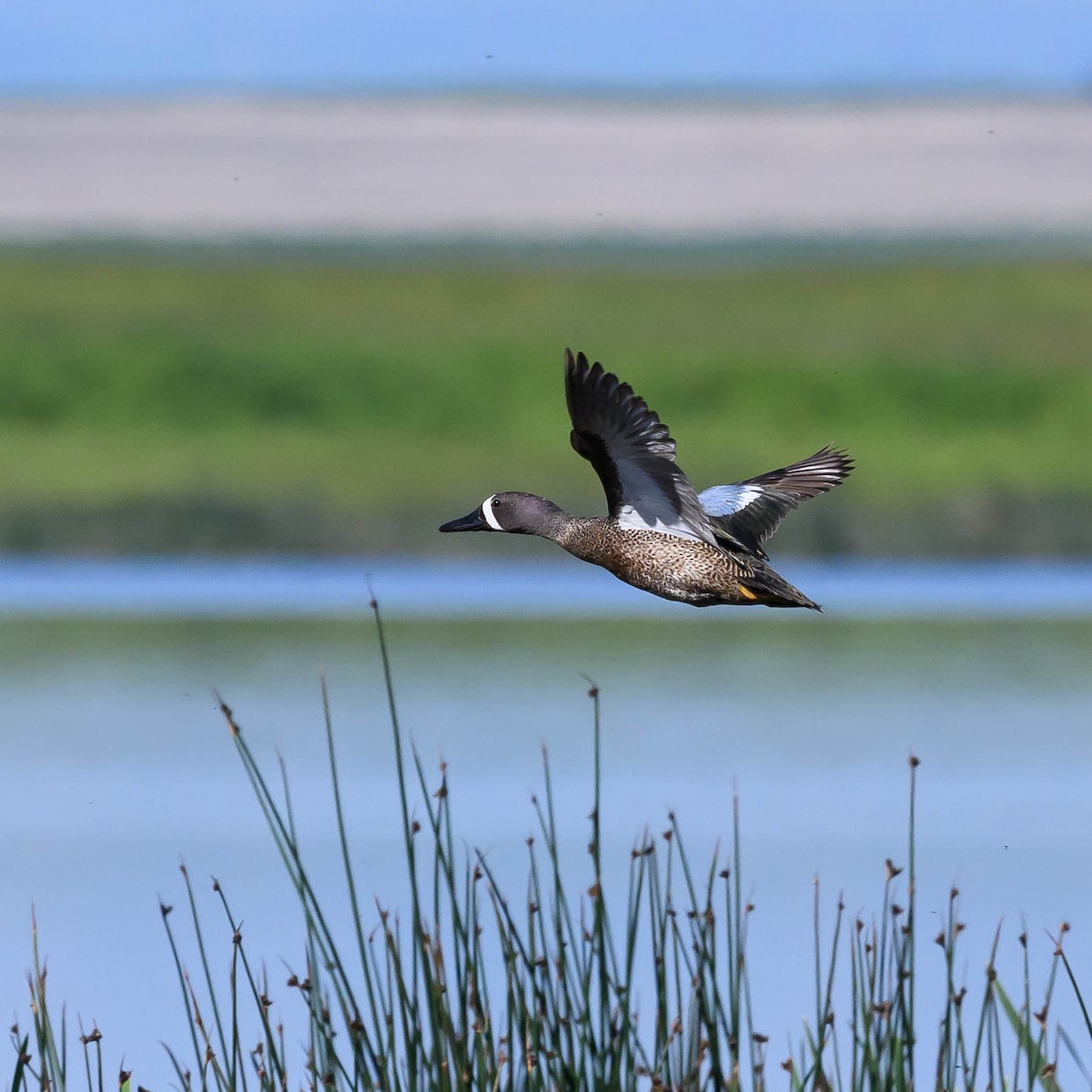 Blue-winged Teal - ML620338001