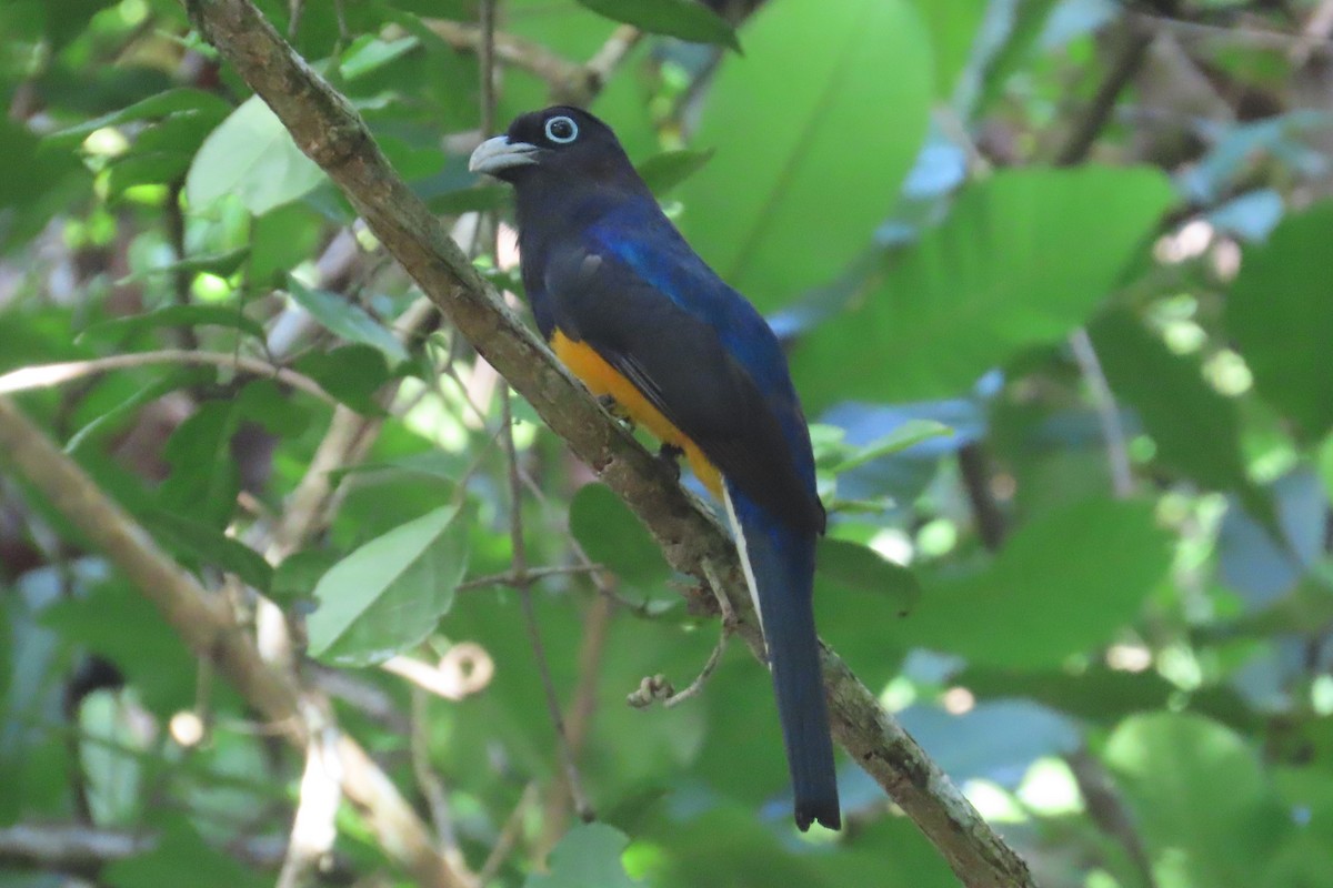 White-tailed Trogon - ML620338005