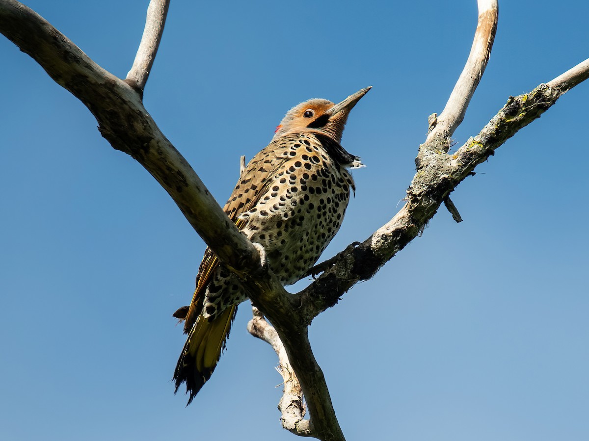 Northern Flicker - ML620338010