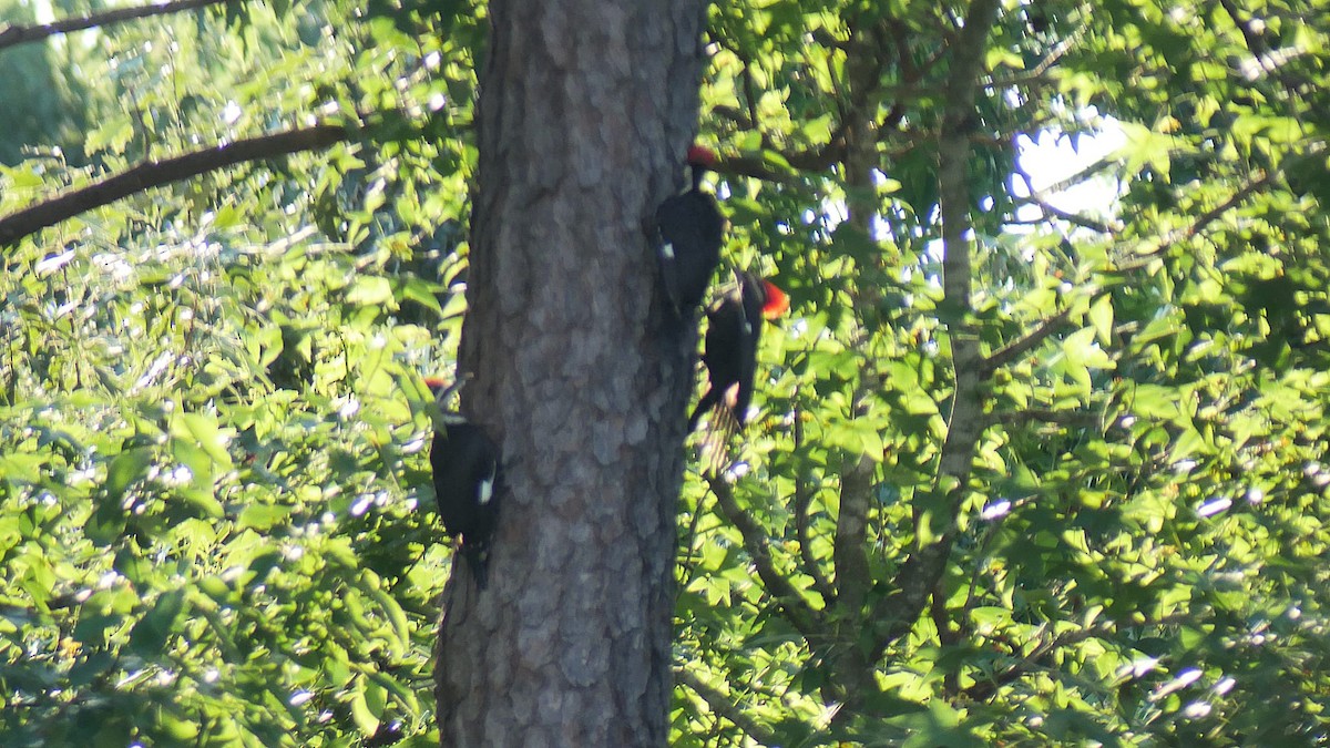 Pileated Woodpecker - ML620338021