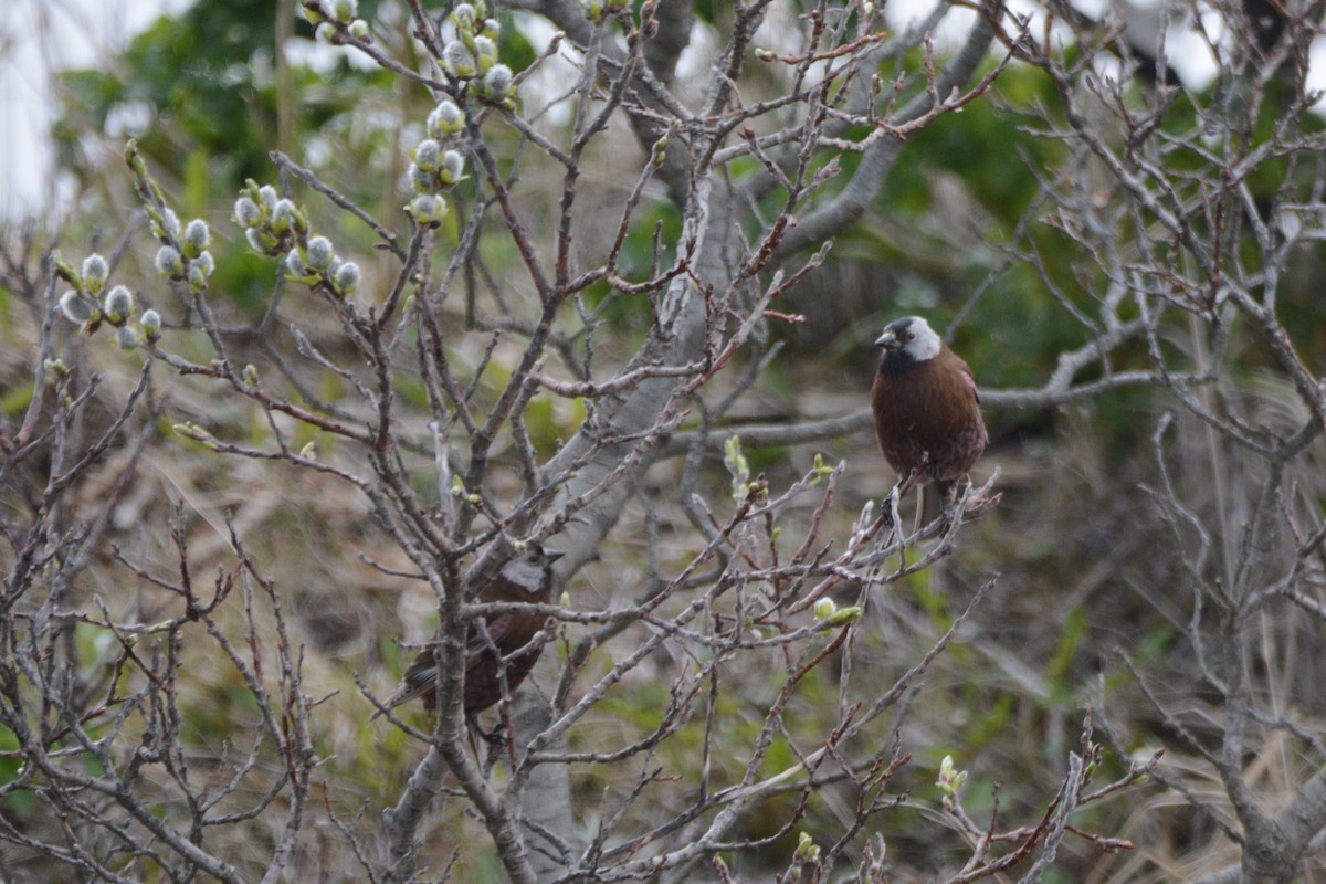 Gray-crowned Rosy-Finch (Aleutian and Kodiak Is.) - ML620338023