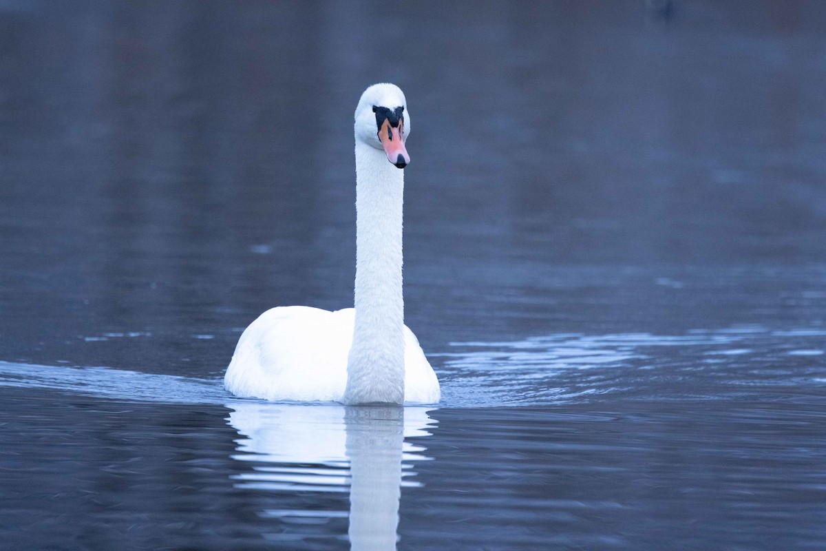 Cygne tuberculé - ML620338028