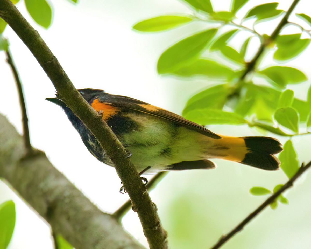 American Redstart - ML620338032