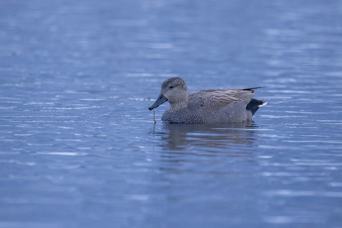 Canard chipeau - ML620338037