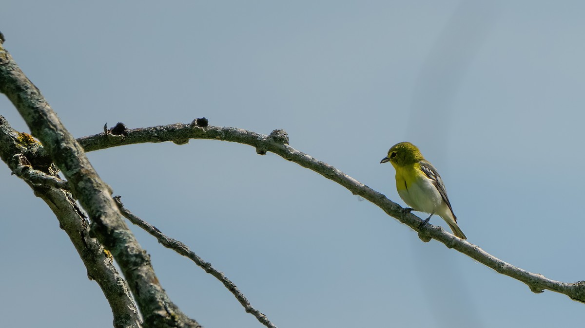 Viréo à gorge jaune - ML620338040