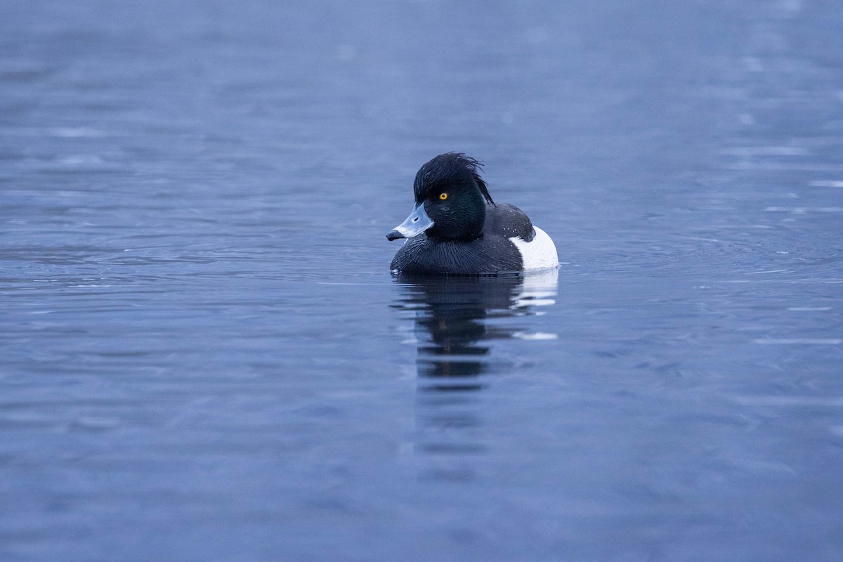 Tufted Duck - ML620338044