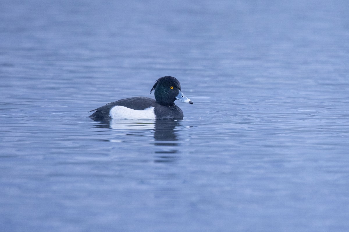 Tufted Duck - ML620338045