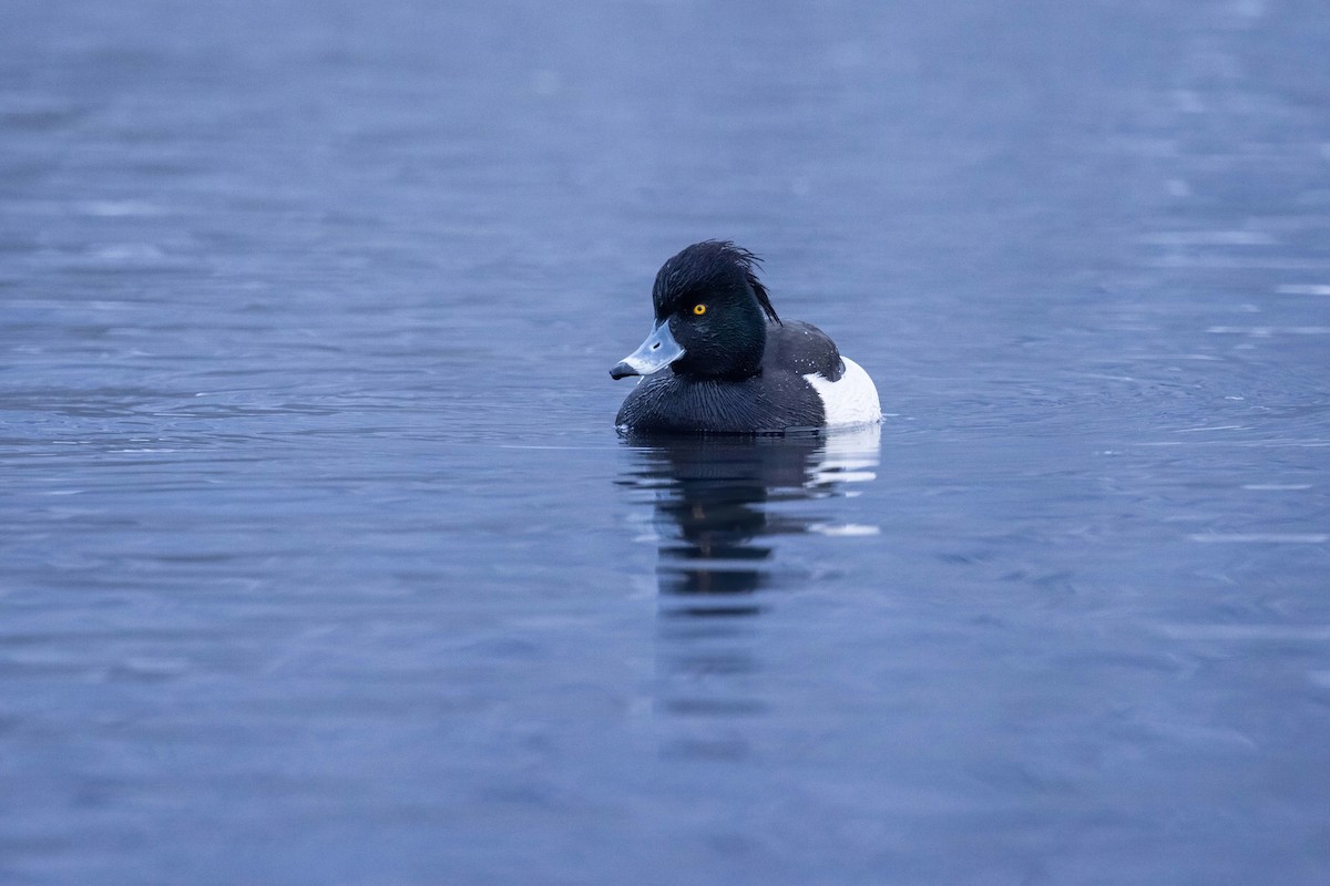 Tufted Duck - ML620338047