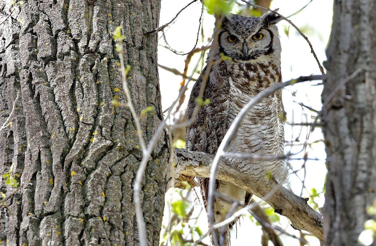 Great Horned Owl - ML620338077