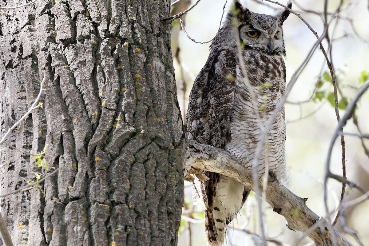 Great Horned Owl - ML620338078