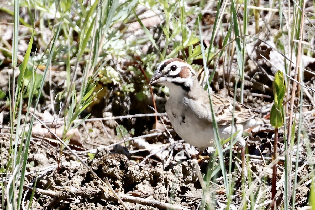 Lark Sparrow - ML620338084