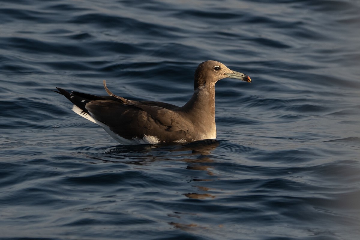 Sooty Gull - ML620338086