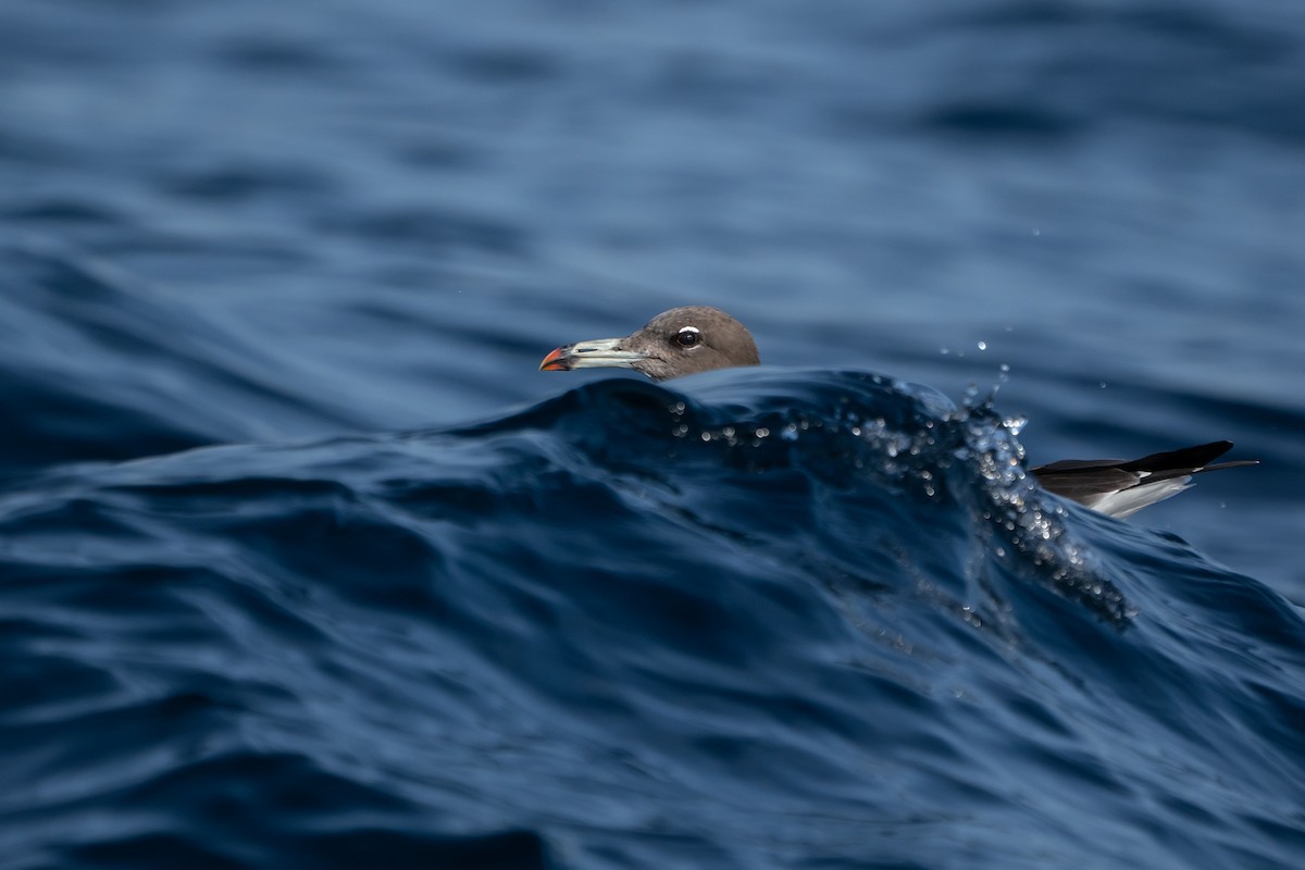 Sooty Gull - ML620338087