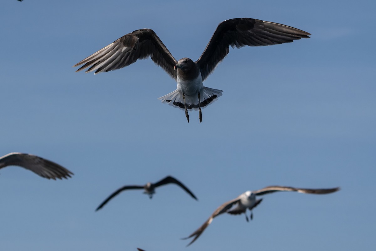 Sooty Gull - ML620338089