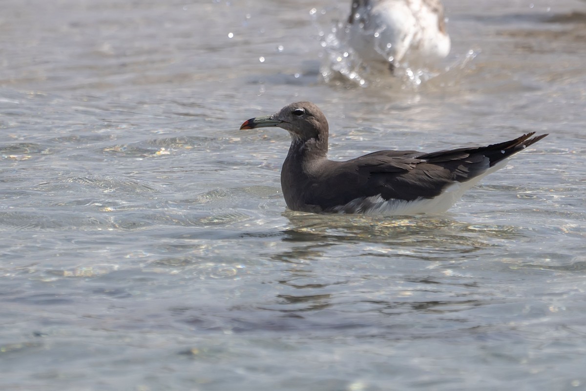 Sooty Gull - ML620338090