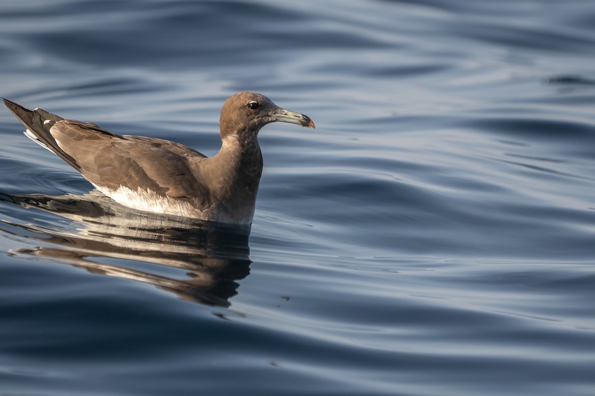 Sooty Gull - ML620338091