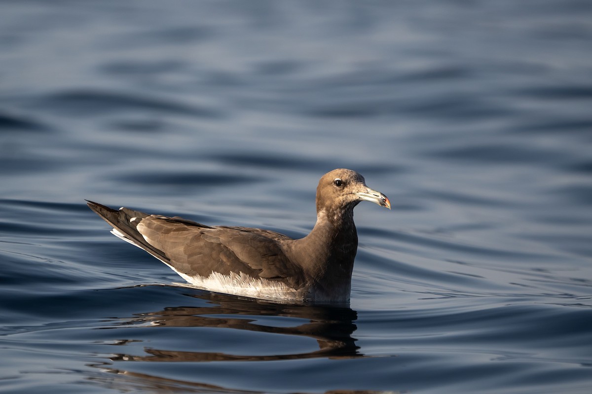 Sooty Gull - ML620338092