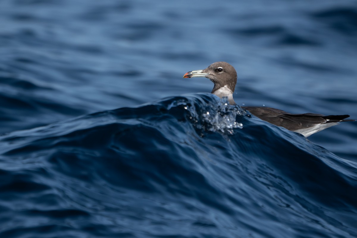 Sooty Gull - ML620338093