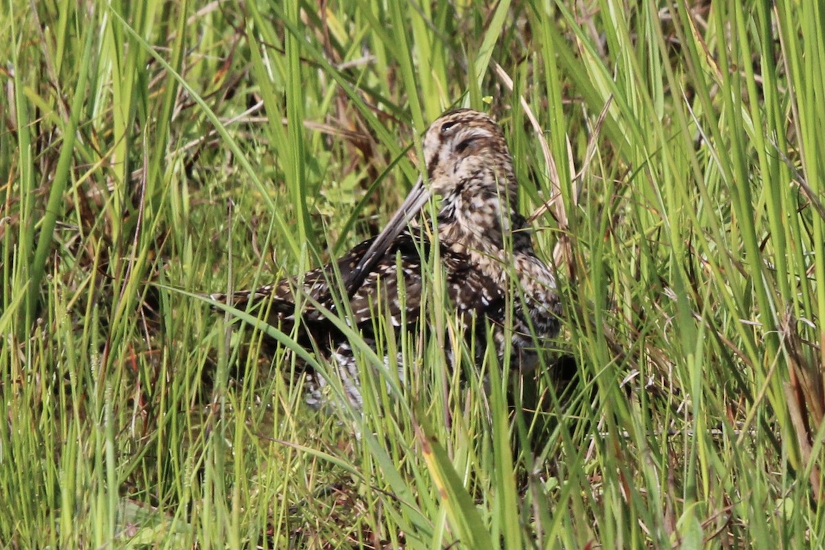 Wilson's Snipe - ML620338104