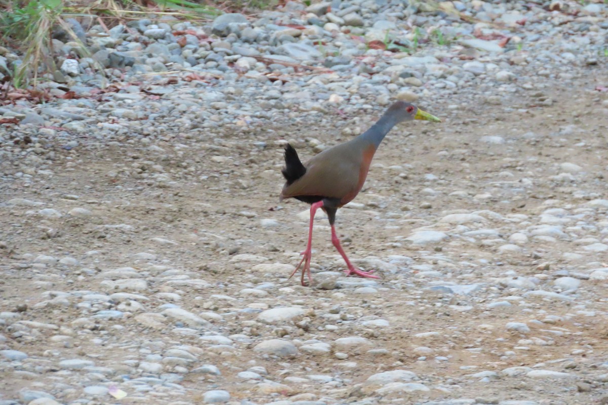 Gray-cowled Wood-Rail - ML620338122