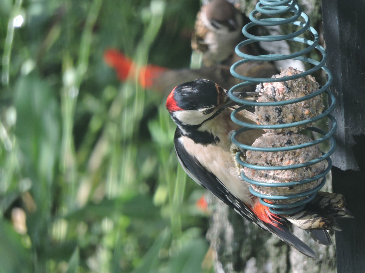 Great Spotted Woodpecker - ML620338128