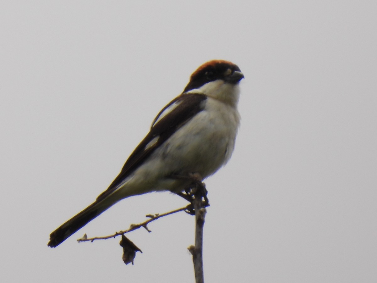 Woodchat Shrike - ML620338135