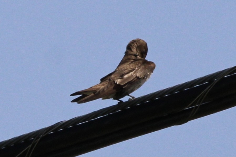 Northern Rough-winged Swallow - ML620338136