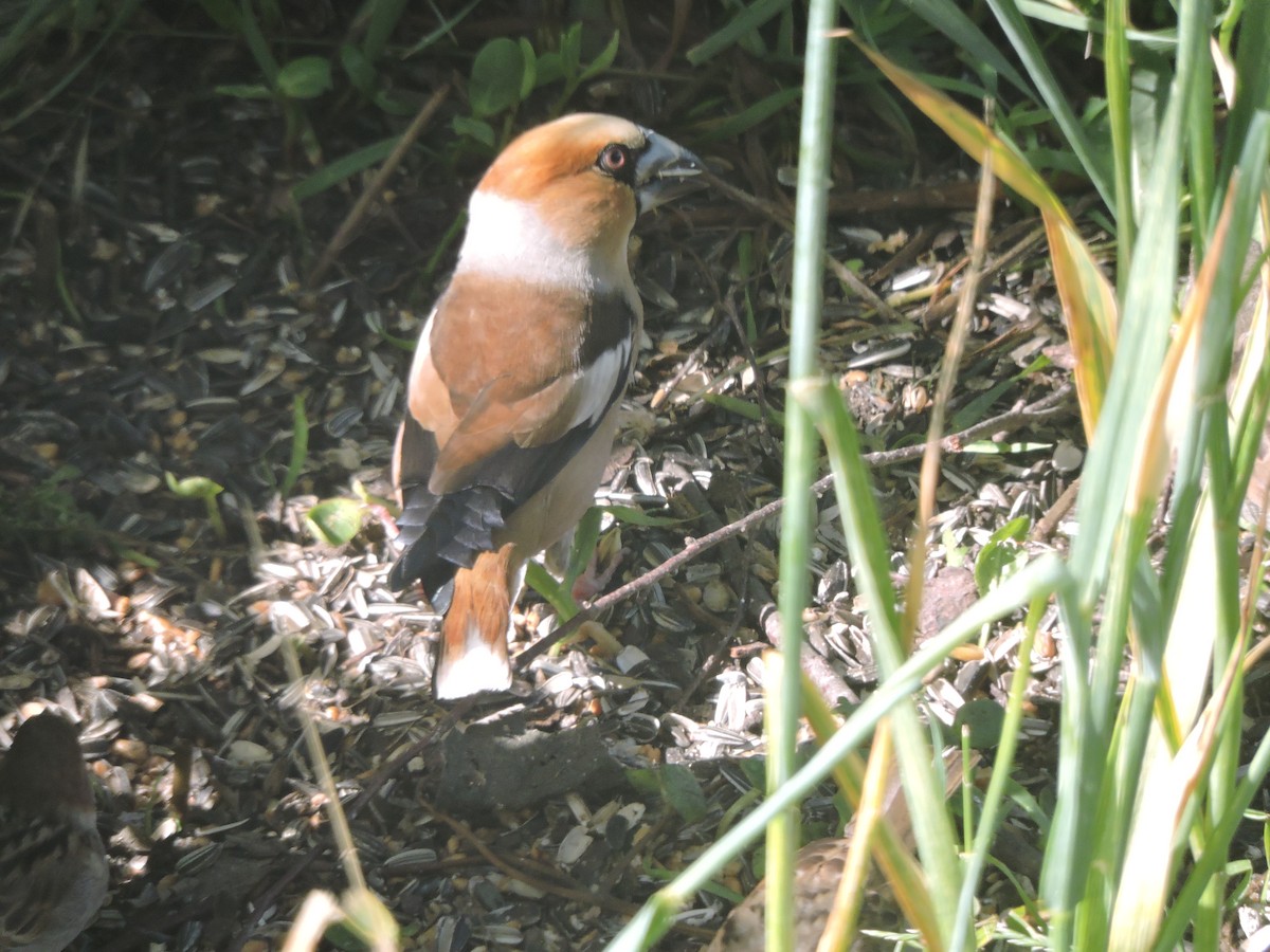 Hawfinch - ML620338138