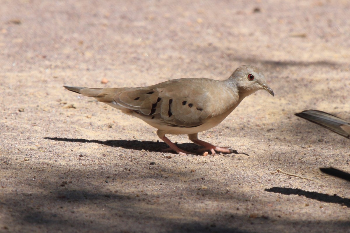 Plain-breasted Ground Dove - ML620338140