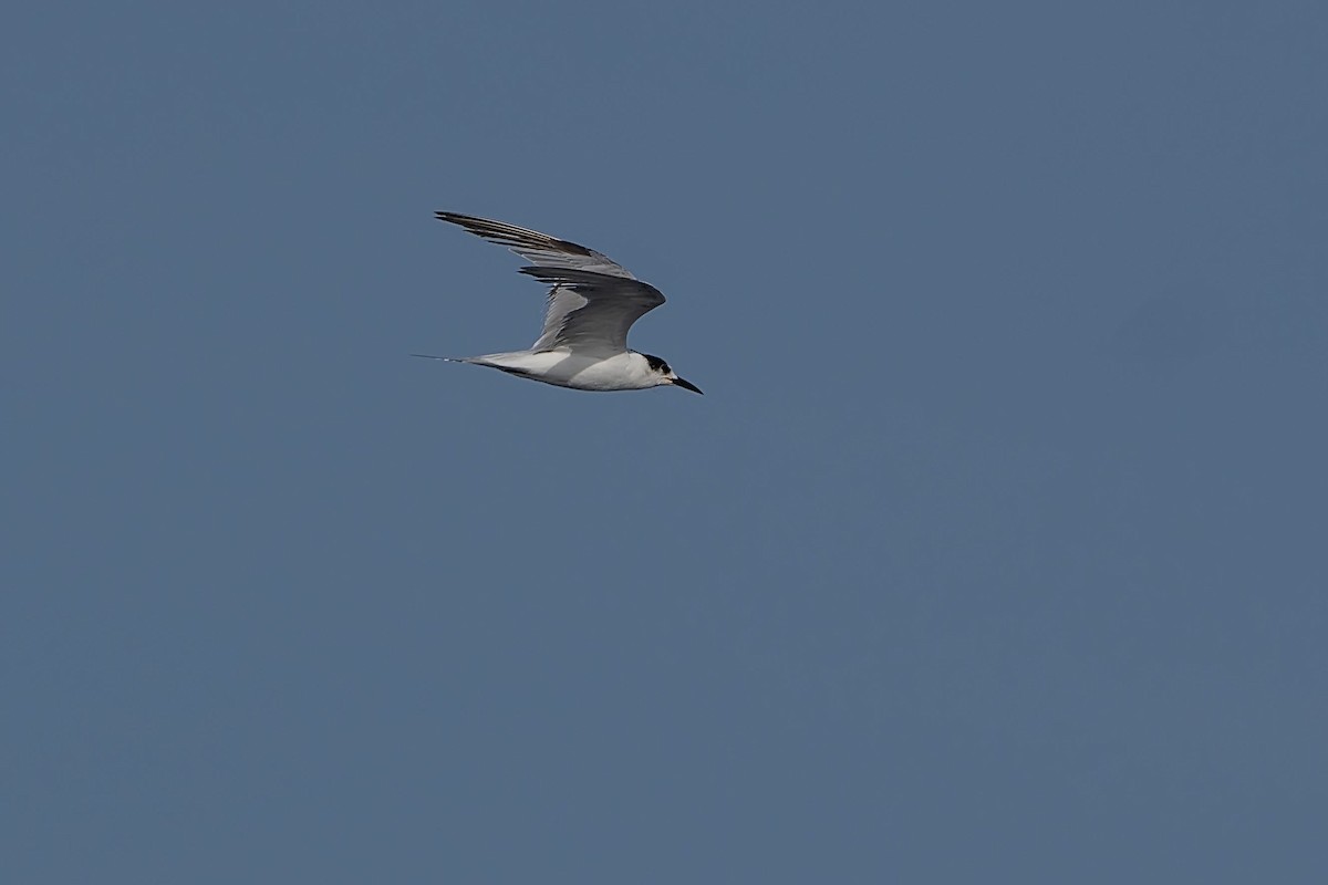 White-cheeked Tern - ML620338142