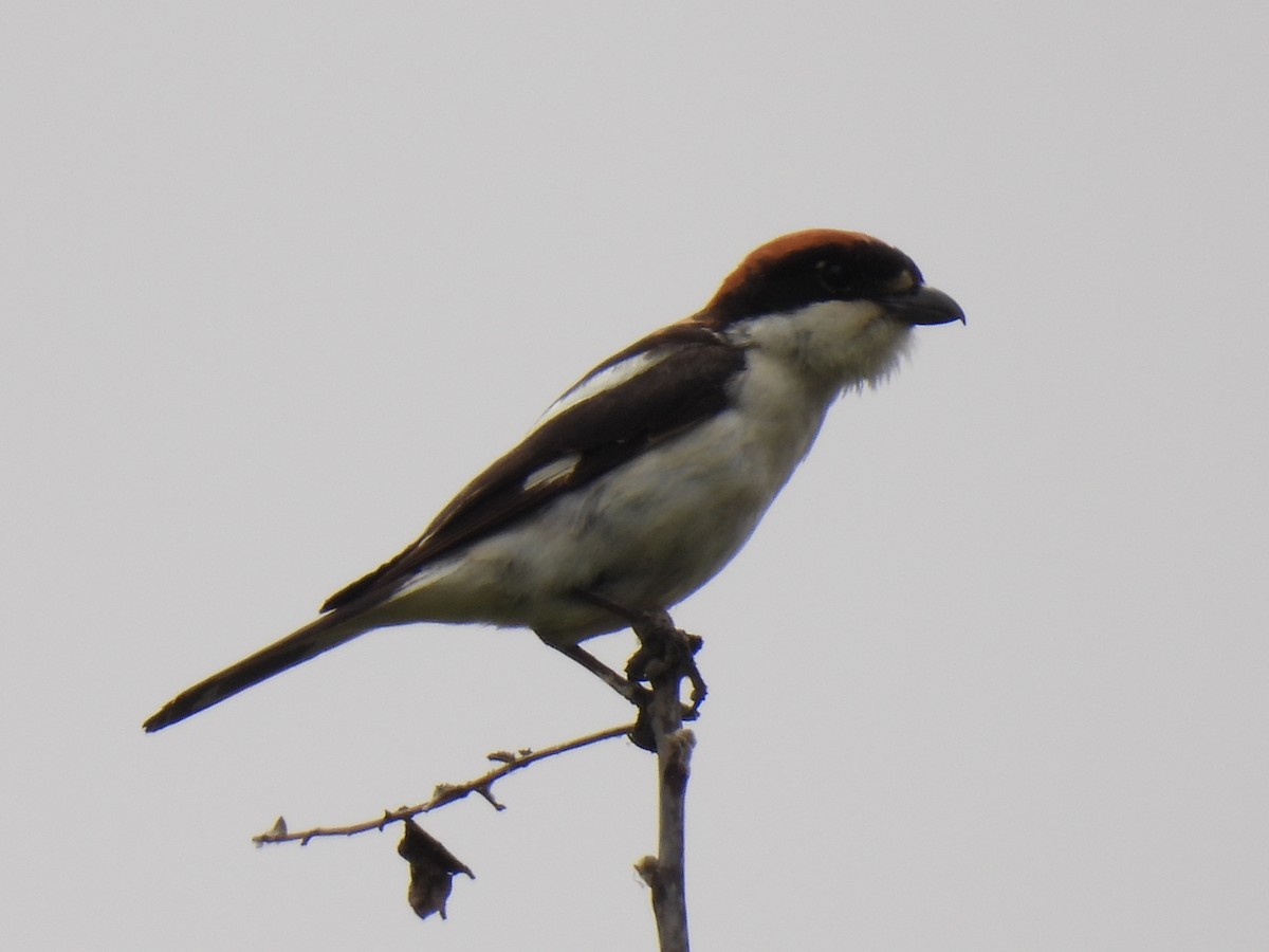 Woodchat Shrike - ML620338148