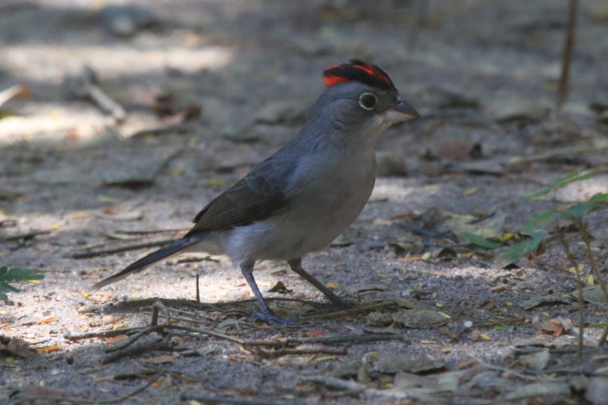 Pileated Finch - ML620338153